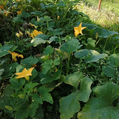 Chez Yaya Bogumila Szelag Feriepark Zalasowa