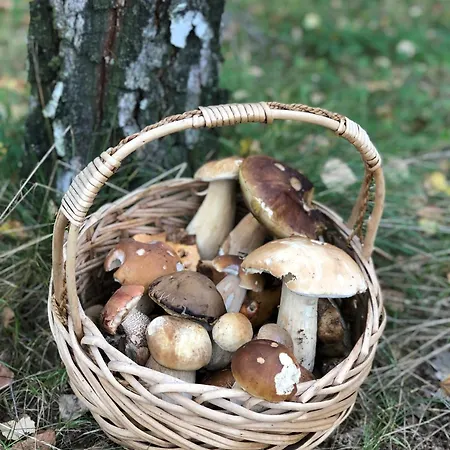 Chez Yaya Bogumiła Szeląg Kompleks wypoczynkowy *