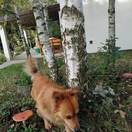 Chez Yaya Bogumiła Szeląg * Zalasowa